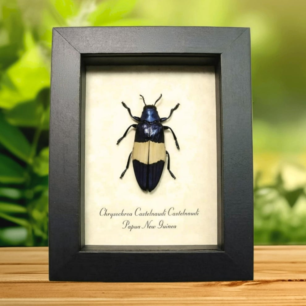 Blue Jewel Beetle Chrysochroa castelnaudi Framed Taxidermy Display