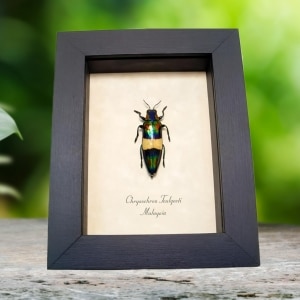 Metallic Green Red Jewel Beetle Chrysochroa toulgoeti Framed Taxidermy Display