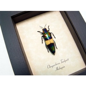 Chrysochroa toulgoeti Jewel Beetle