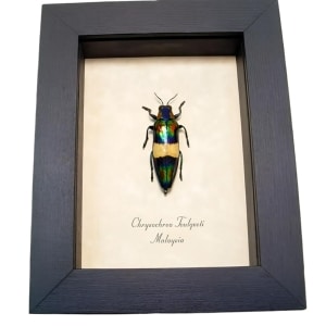 Metallic Green Red Jewel Beetle Chrysochroa toulgoeti Framed Taxidermy Display