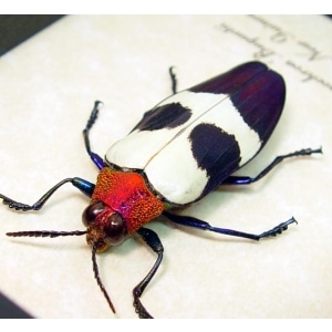 Chrysochroa buqueti rugicollis Purple Jewel Beetle Framed Taxidermy Display