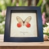 Cithaerias merolina Pink Glasswing Butterfly Blushing Phantom Framed Taxidermy Display