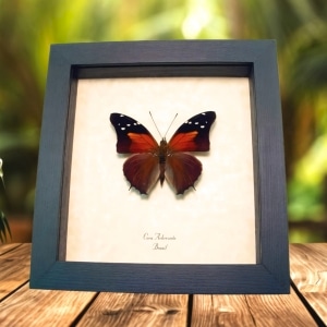 Framed Sunset Butterfly Coea acheronta Taxidermy Display