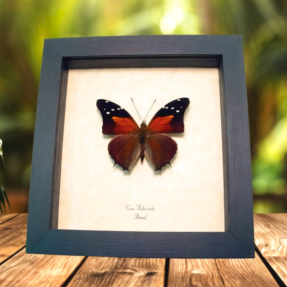 Framed Sunset Butterfly Coea acheronta Taxidermy Display