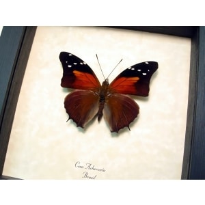 Framed Sunset Butterfly Coea acheronta Taxidermy Display