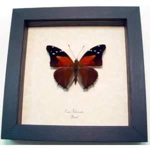 Coea acheronta Framed Butterfly Taxidermy Display