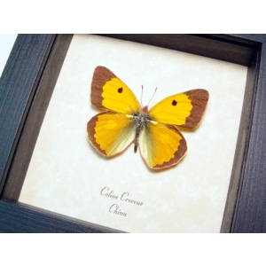 Colias croceus Dark Clouded Yellow Butterfly Framed Taxidermy Display