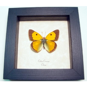 Colias croceus Dark Clouded Yellow Butterfly Framed Taxidermy Display