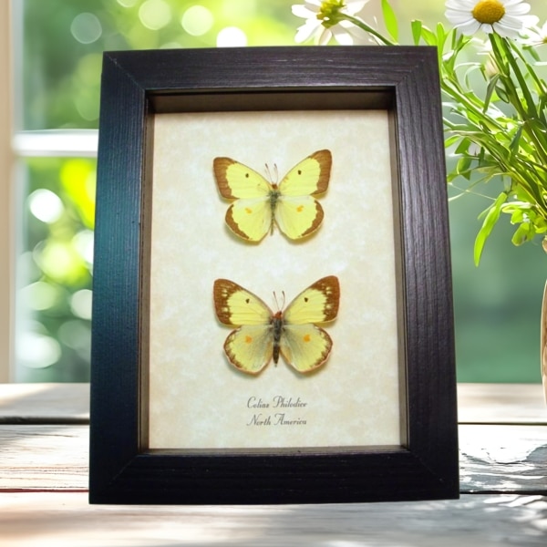 Clouded Sulphur butterflies Colias philodice Butterfly Pair Framed Taxidermy Display