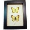 Clouded Sulphur butterflies Colias philodice Butterfly Pair Framed Taxidermy Display
