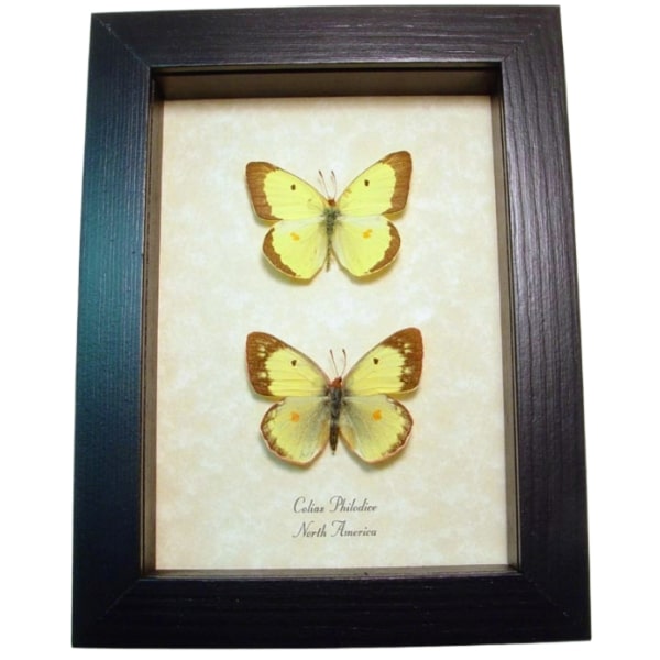 Clouded Sulphur butterflies Colias philodice Butterfly Pair Framed Taxidermy Display