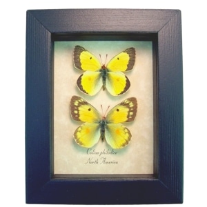 Orange clouded sulphur Butterflies Colias philodice Butterfly Pair Framed Taxidermy Display