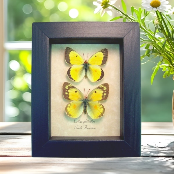 Orange clouded sulphur Butterflies Colias philodice Butterfly Pair Framed Taxidermy Display