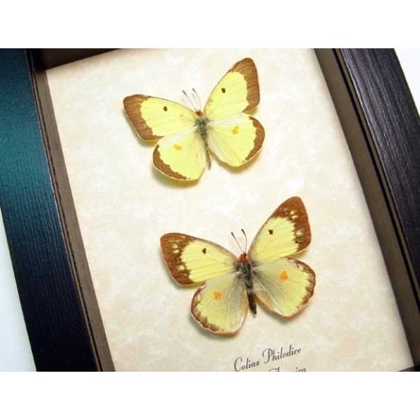 Colias philodice Pair Clouded Sulphur butterflies Framed Taxidermy Display