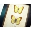 Colias philodice Pair Clouded Sulphur butterflies Framed Taxidermy Display
