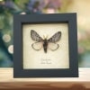 Coloradia doris Pink Furry Doris Pine Moth Real Framed Taxidermy Display