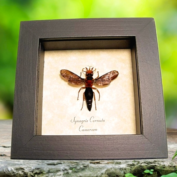 Synagris cornuta Female Tusked Potter Wasp Framed Taxidermy Display