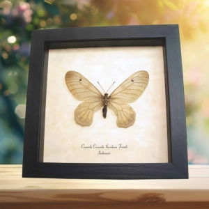 Clearwing Swallowtail Butterfly Cressida Cressida Insularis female Framed Taxidermy Display