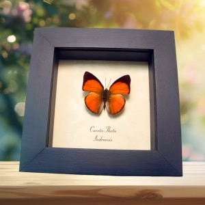 Orange Indian Sunbeam Butterfly Curetis thetis Framed Taxidermy Display
