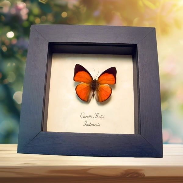 Orange Indian Sunbeam Butterfly Curetis thetis Framed Taxidermy Display