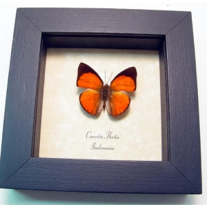 Curetis thetis Indian Sunbeam Butterfly Framed Taxidermy Display