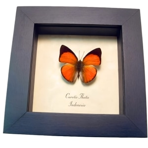 Orange Indian Sunbeam Butterfly Curetis thetis Framed Taxidermy Display