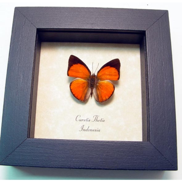 Curetis thetis Indian Sunbeam Butterfly Framed Taxidermy Display