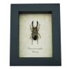 Framed Bronze Stag Beetle Cyclommatus metallifer 37mm Taxidermy Display