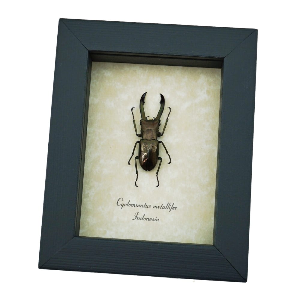 Framed Bronze Stag Beetle Cyclommatus metallifer 37mm Taxidermy Display