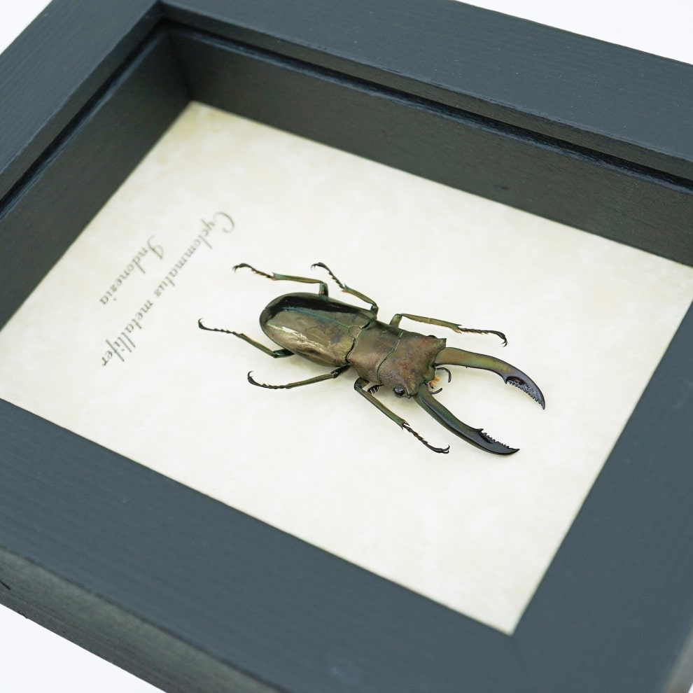 Framed Bronze Stag Beetle Cyclommatus metallifer 37mm Taxidermy Display