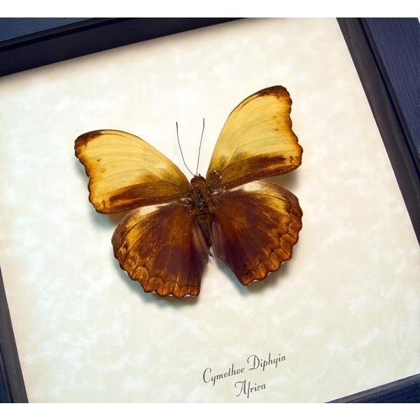 Real Framed African Butterfly Cymothoe diphyia Creamy Glider Taxidermy Display