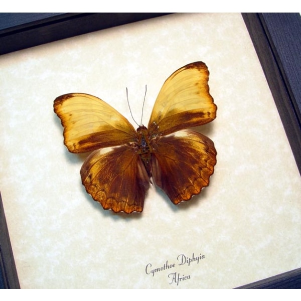 Real Framed African Butterfly Cymothoe diphyia Creamy Glider Taxidermy Display
