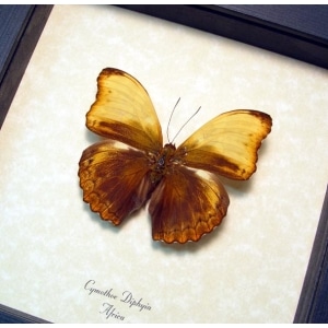 Real Framed African Butterfly Cymothoe diphyia Creamy Glider Taxidermy Display