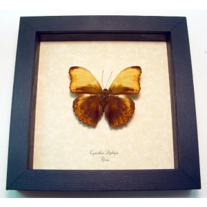 Real Framed African Butterfly Cymothoe diphyia Creamy Glider Taxidermy Display