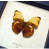 Real Framed African Butterfly Cymothoe diphyia Creamy Glider Taxidermy Display