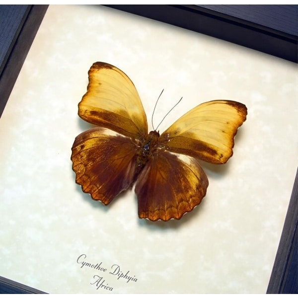 Real Framed African Butterfly Cymothoe diphyia Creamy Glider Taxidermy Display
