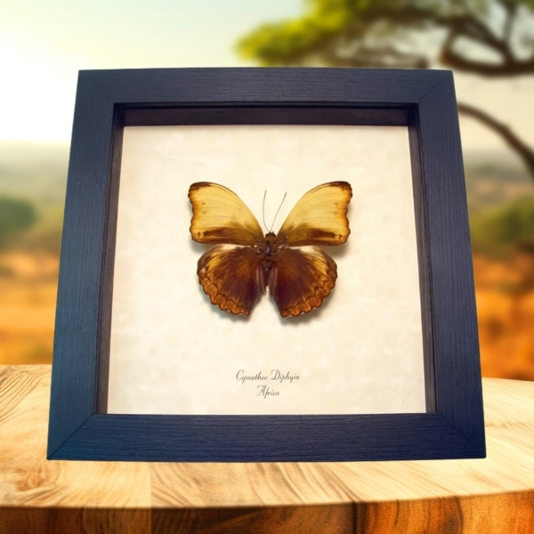 Real Framed African Butterfly Cymothoe diphyia Creamy Glider Taxidermy Display Real Framed African Butterfly Cymothoe diphyia Creamy Glider Taxidermy Display