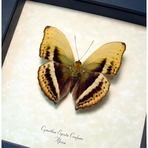 Common Yellow Glider African Butterfly Cymothoe egesta confusa Framed Taxidermy Display