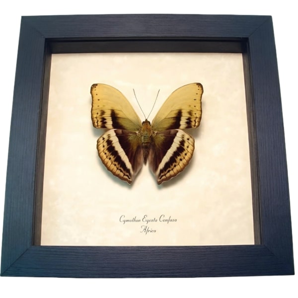 Common Yellow Glider African Butterfly Cymothoe egesta confusa Framed Taxidermy Display