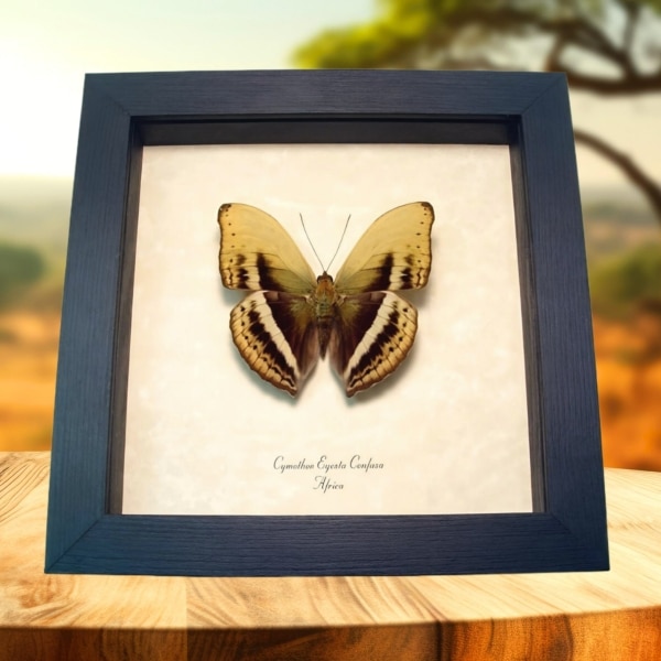 Common Yellow Glider African Butterfly Cymothoe egesta confusa Framed Taxidermy Display