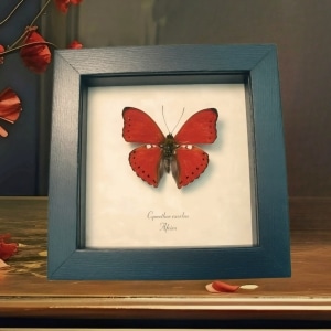 Cymothoe excelsa Scalloped Red Glider Butterfly Framed Taxidermy