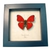 Cymothoe excelsa Scalloped Red Glider Butterfly Framed Taxidermy