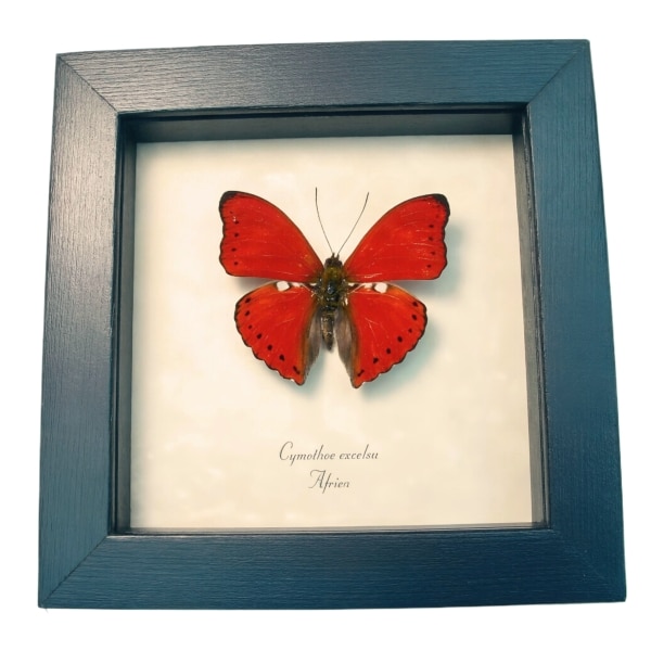 Cymothoe excelsa Scalloped Red Glider Butterfly Framed Taxidermy