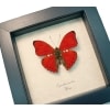 Cymothoe excelsa Scalloped Red Glider Butterfly Framed Taxidermy