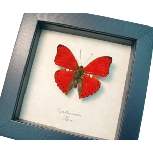 Cymothoe excelsa Scalloped Red Glider Butterfly Framed Taxidermy
