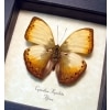 Cymothoe hyarbita Creamy Yellow Glider Framed Butterfly Taxidermy Display