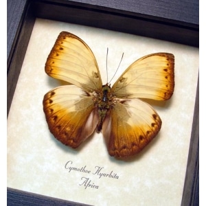 Cymothoe hyarbita Creamy Yellow Glider Framed Butterfly Taxidermy Display