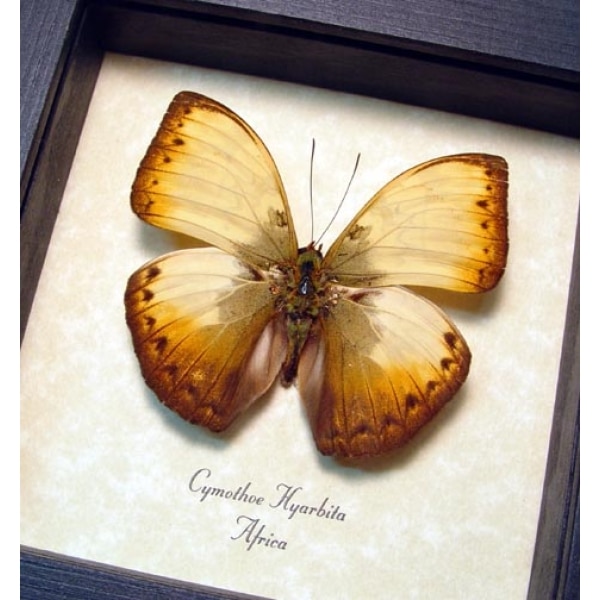 Cymothoe hyarbita Creamy Yellow Glider Framed Butterfly Taxidermy Display