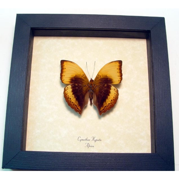 Cymothoe hypata Lurid Glider Real Framed African Butterfly Taxidermy Display