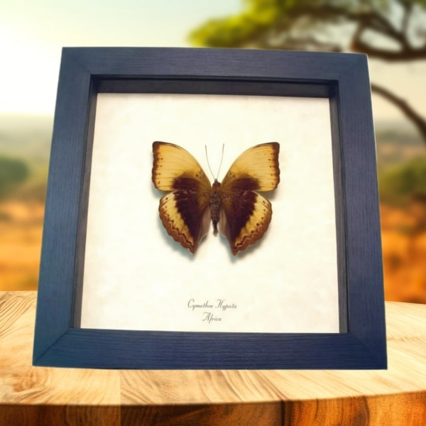Lurid Glider African Butterfly Real Framed Cymothoe hypata Taxidermy Display Lurid Glider African Butterfly Real Framed Cymothoe hypata Taxidermy Display